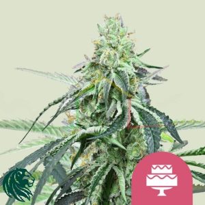 Wedding Gelato - Royal Queen Seeds