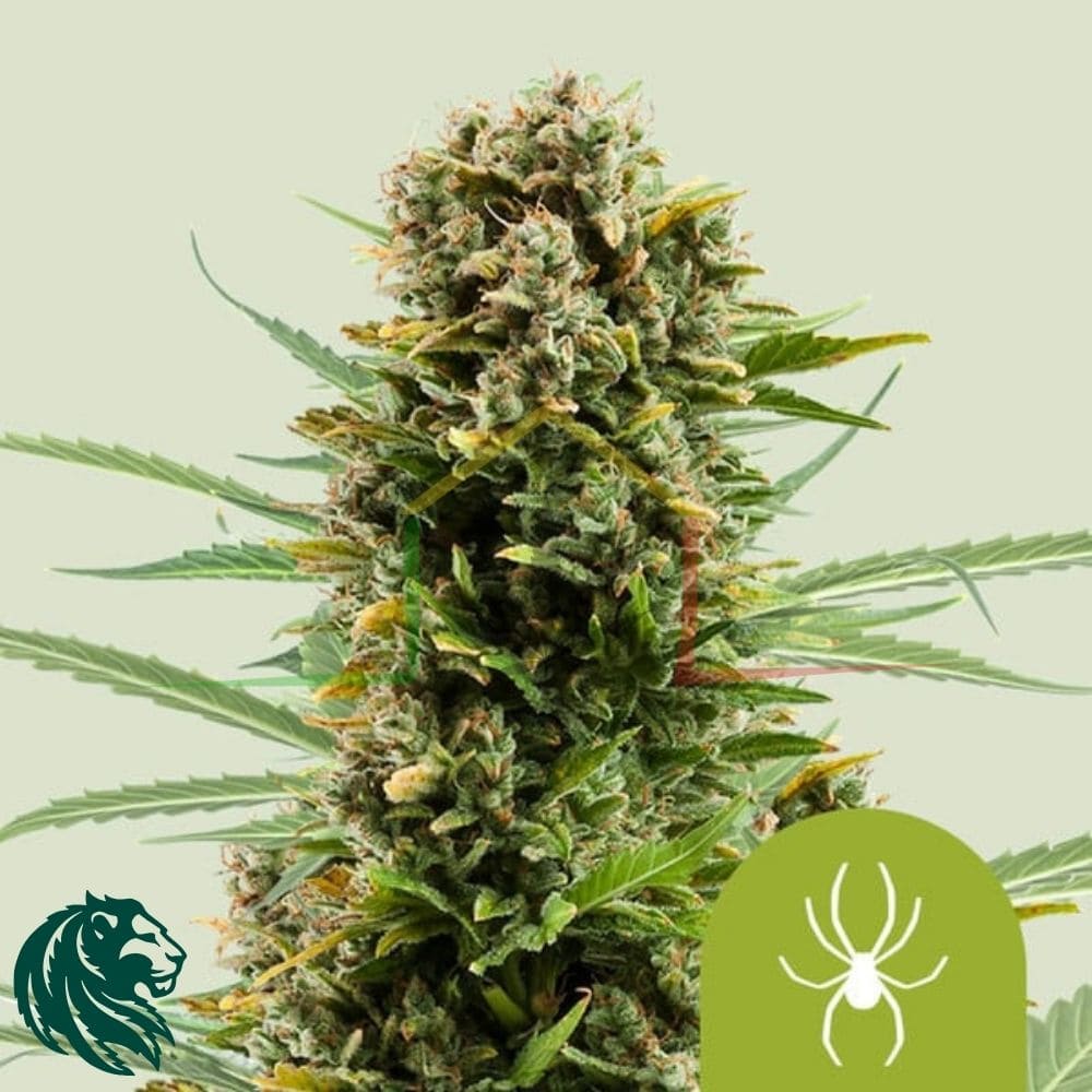 White Widow Automatic - Royal Queen Seeds