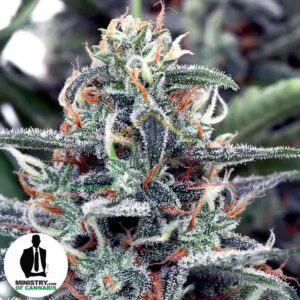 WHITE WIDOW DE MINISTRY OF CANNABIS