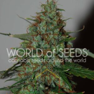 Wild Thailand Ryder - World of Seeds