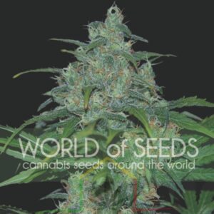 Wild Thailand - World of Seeds