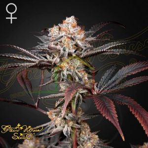 Wonder Pie - Green House Seeds