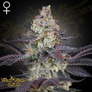 Ztrawberry - Green House Seeds