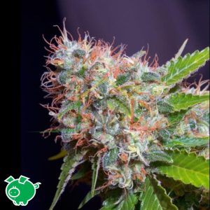 Zuri Widow - Genehtik Seeds
