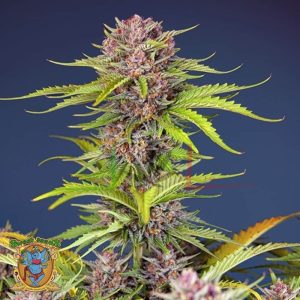 Mimosa Bruce Banner XL Auto - Sweet Seeds