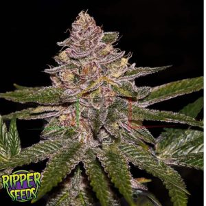 Radical Juice Auto - Ripper Seeds