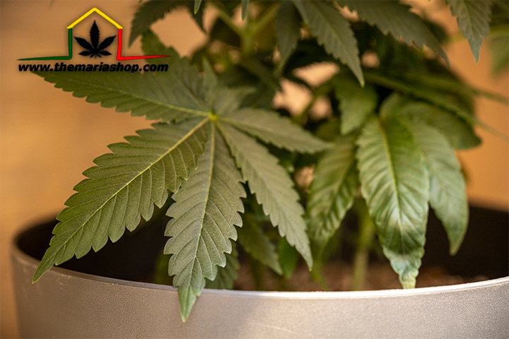 semences destinées à la culture en extérieur