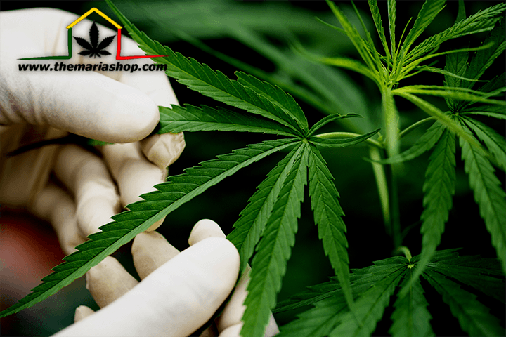 graines de marijuana pour les cultiver en extérieur