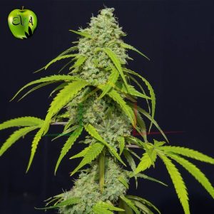 Orange kush auto Eva seeds