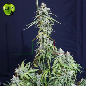 Super Watermelon Auto Eva Seeds
