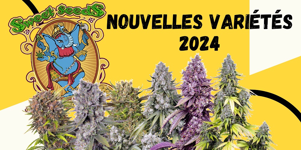 Nouvelles variétés Sweet Seeds 2024