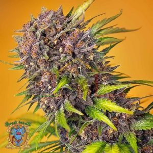 Diablo Rojo XL Auto - Sweet Seeds