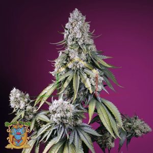 Jealousy Z XL Auto - Sweet Seeds