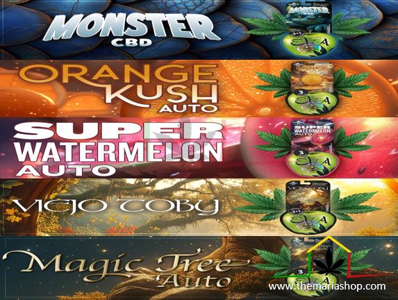 Novedades Eva Seeds 2024