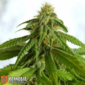 Afrodite de Kannabia Seeds