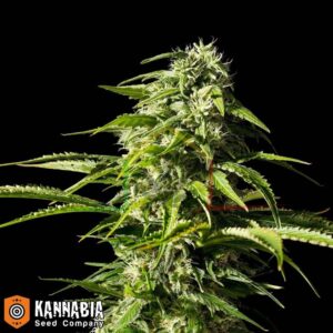 Big Bull de Kannabia Seeds