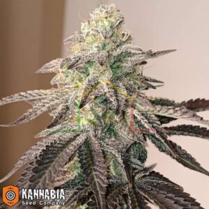 GSC de Kannabia Seeds