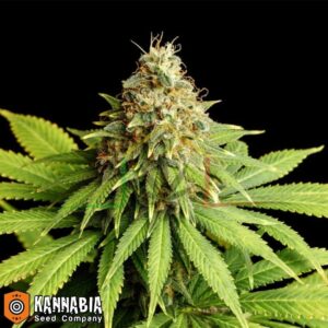 Hellfire OG de Kannabia Seeds